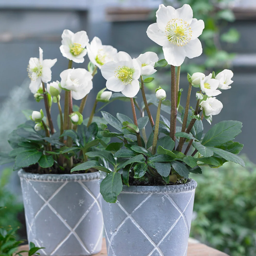 Christmas Carol Hellebore Shrub 3 Christmas Carol Hellebore Shrub