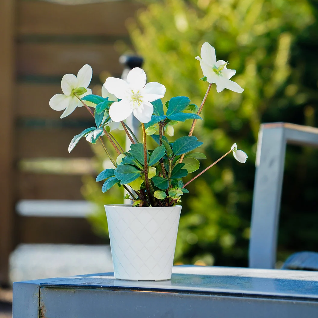 Christmas Carol Hellebore Shrub 4 Christmas Carol Hellebore Shrub