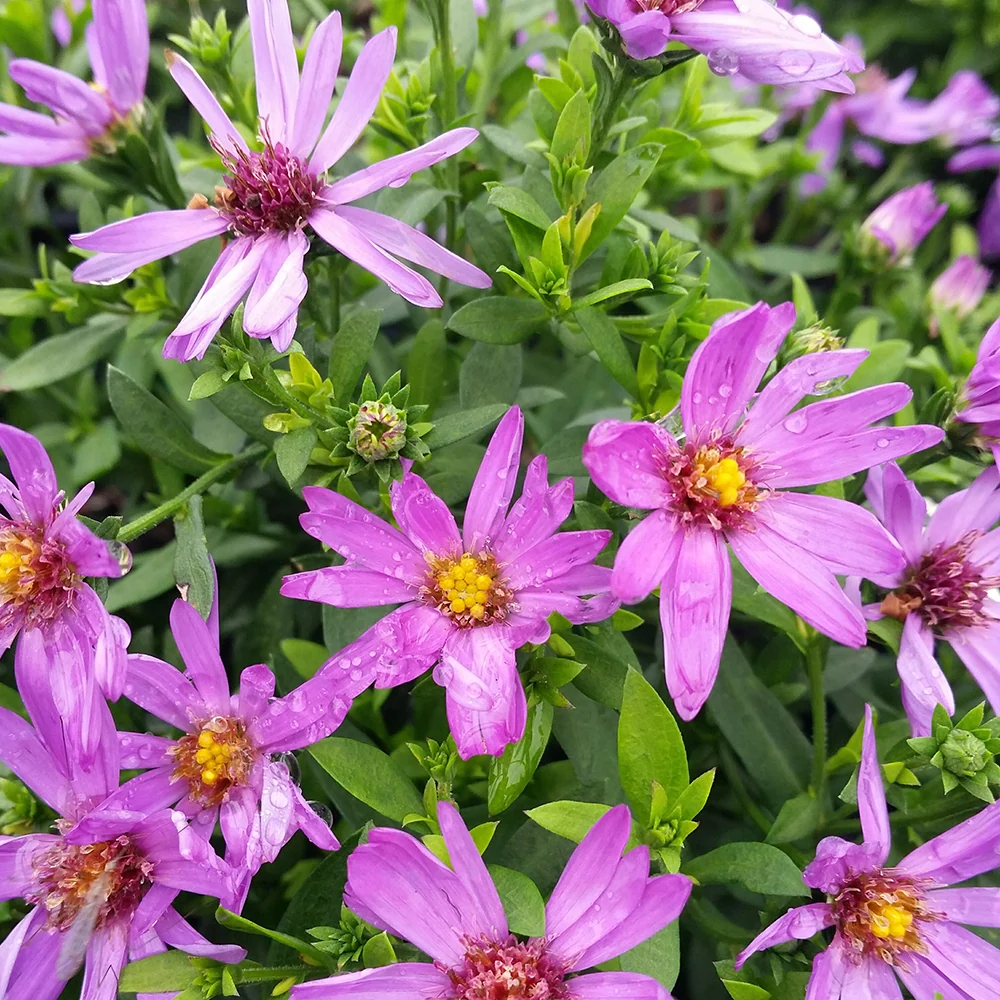 Woods Purple Aster Plant