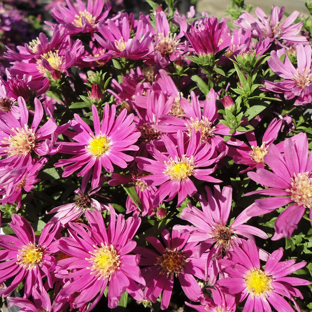 Kickin® Carmine Red Aster Plant