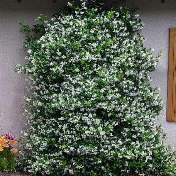 Star Jasmine Shrub