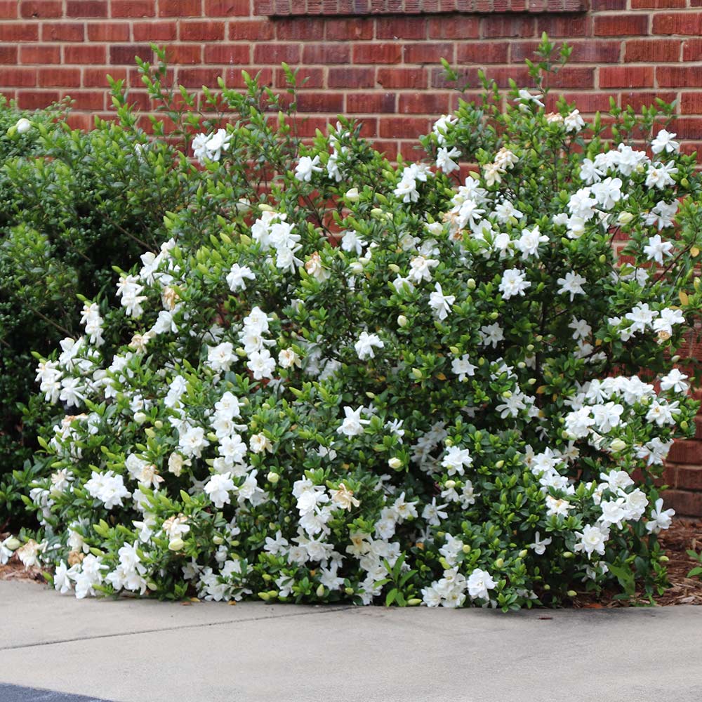 Frost Proof Gardenia Shrub 2 Frost Proof Gardenia Shrub