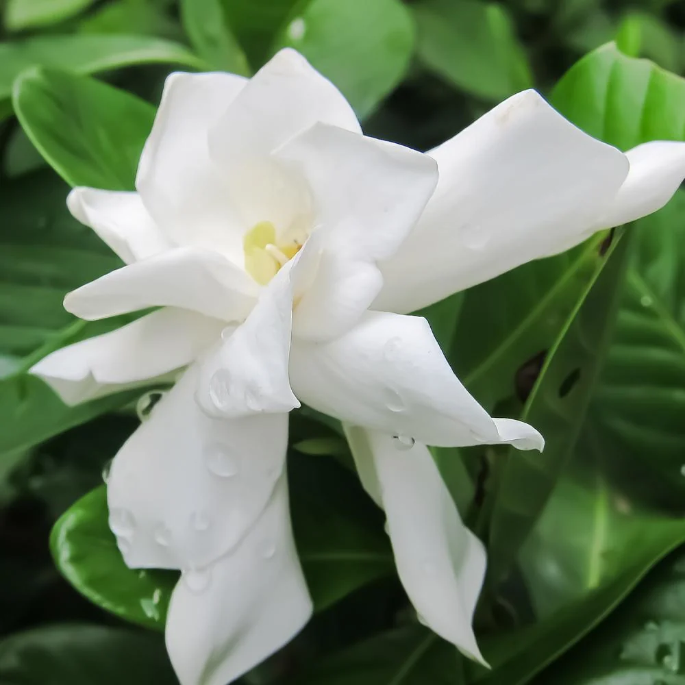 Frost Proof Gardenia Shrub 3 Frost Proof Gardenia Shrub