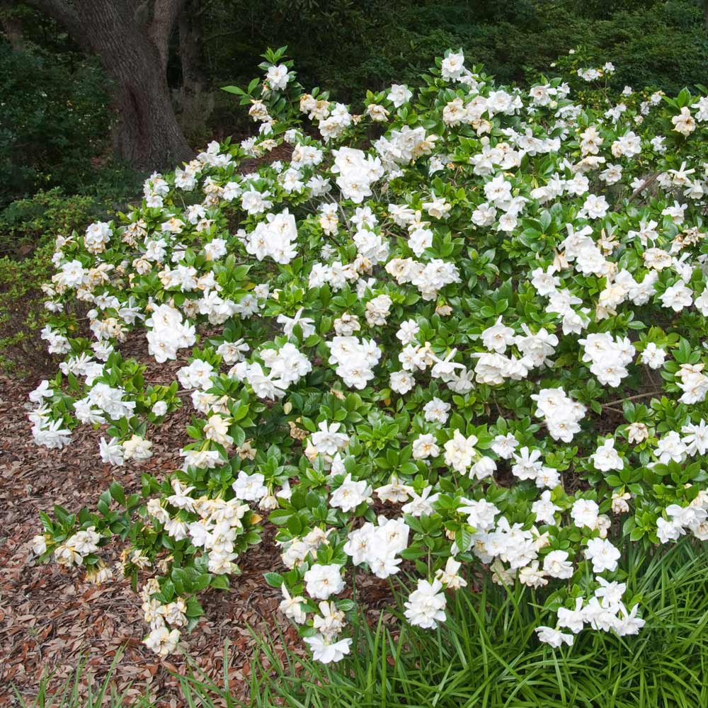 Frost Proof Gardenia Shrub 4 Frost Proof Gardenia Shrub