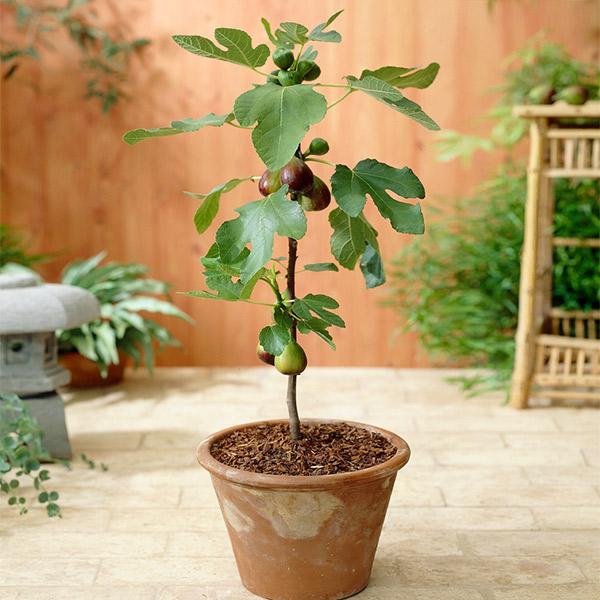 Southern Living® Little Miss Figgy™ Tree 1 Southern Living® Little Miss Figgy™ Tree
