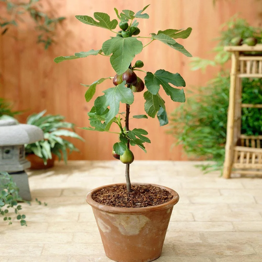 Southern Living® Little Miss Figgy™ Tree 2 Southern Living® Little Miss Figgy™ Tree