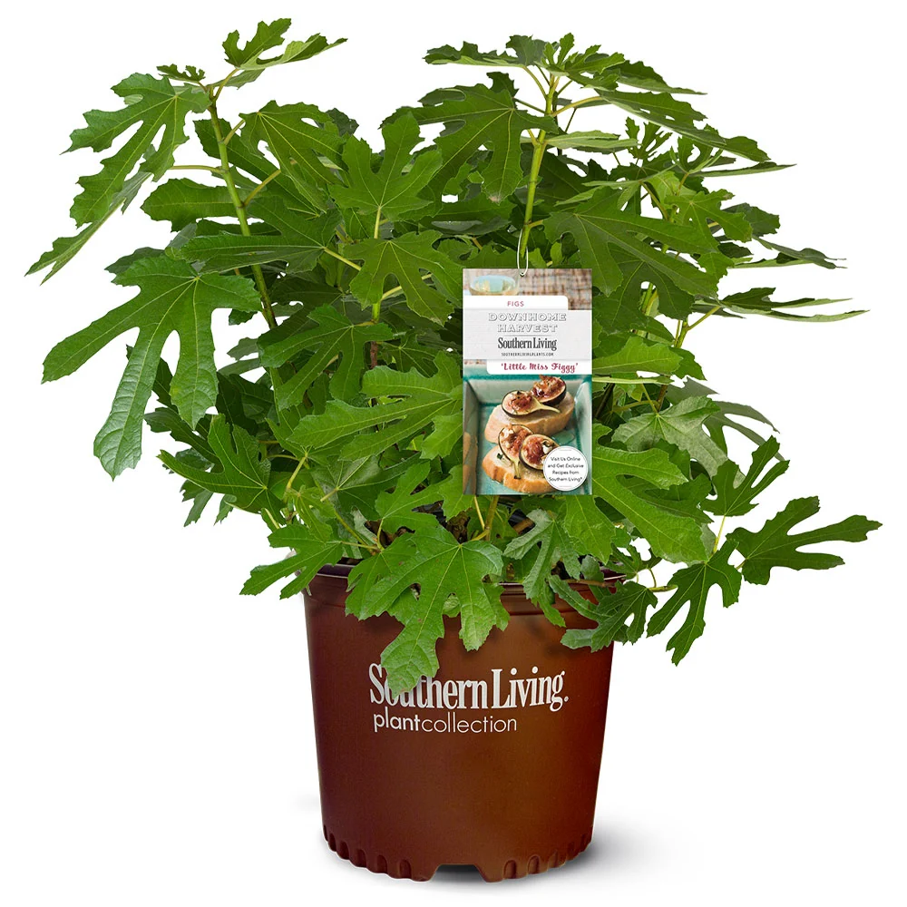Southern Living® Little Miss Figgy™ Tree 4 Southern Living® Little Miss Figgy™ Tree