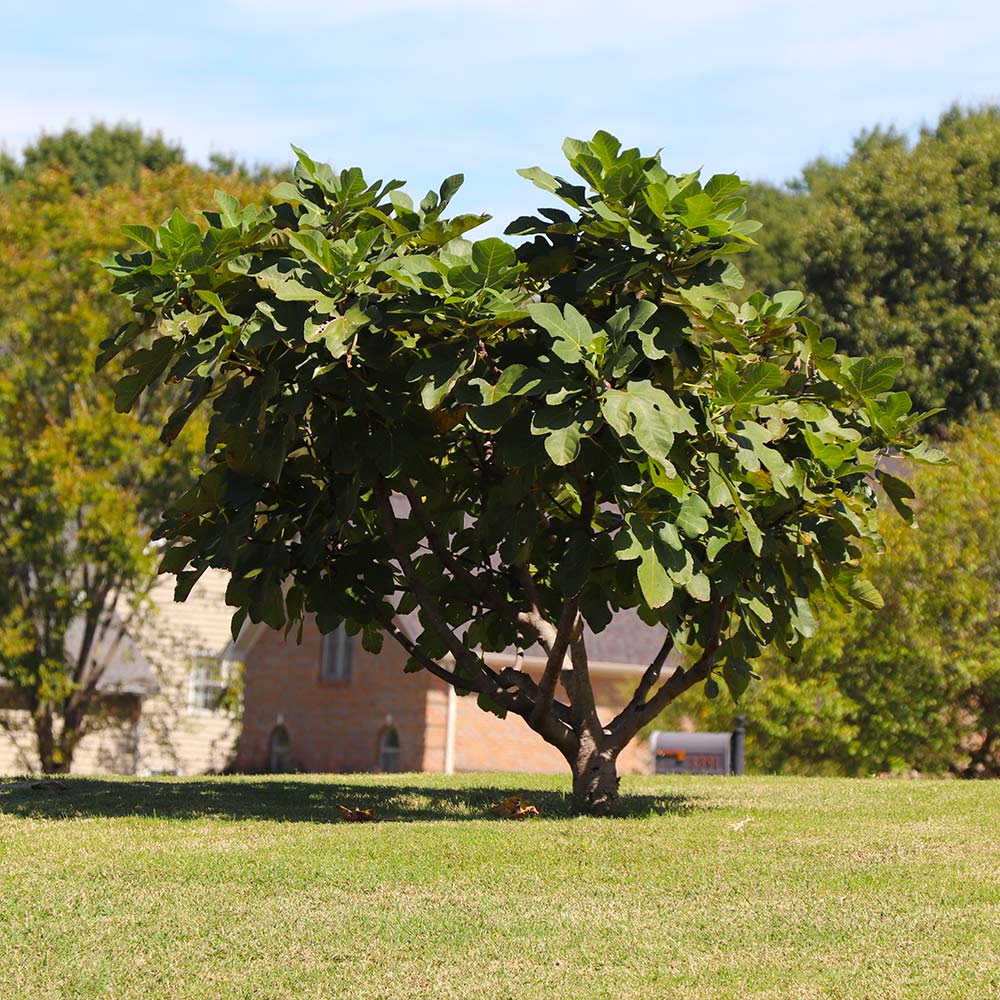 Southern Living® Little Miss Figgy™ Tree 5 Southern Living® Little Miss Figgy™ Tree