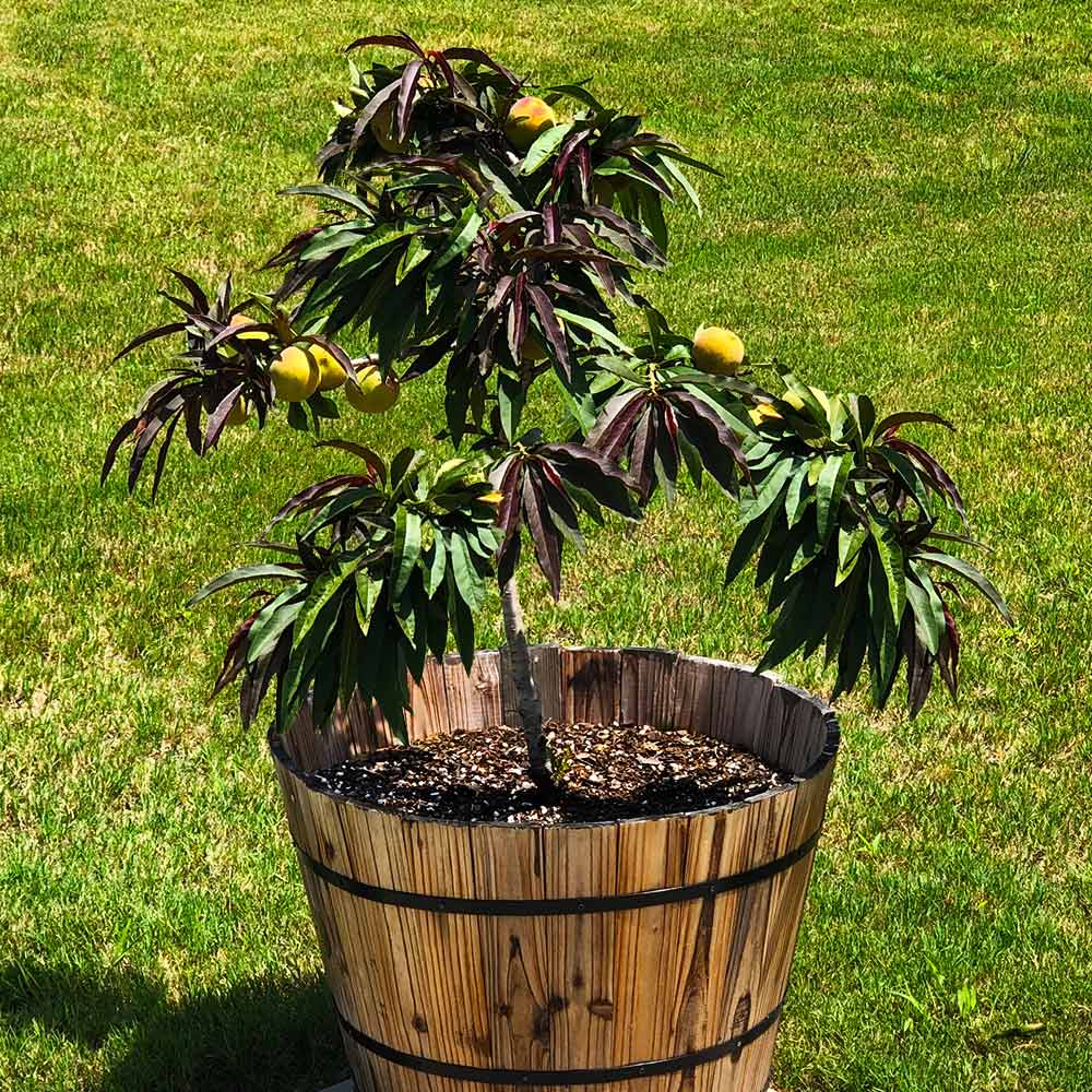 Bonfire Patio Peach Tree 3 Bonfire Patio Peach Tree