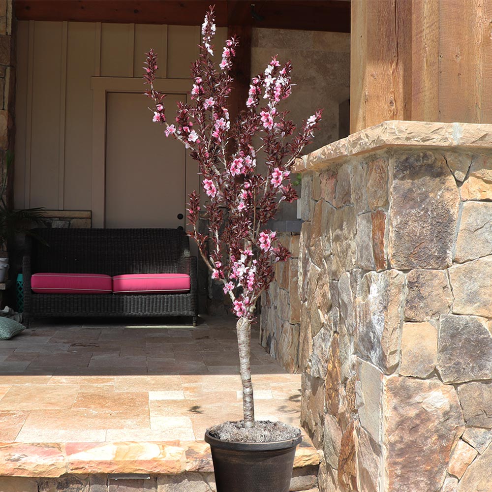 Bonfire Patio Peach Tree 4 Bonfire Patio Peach Tree
