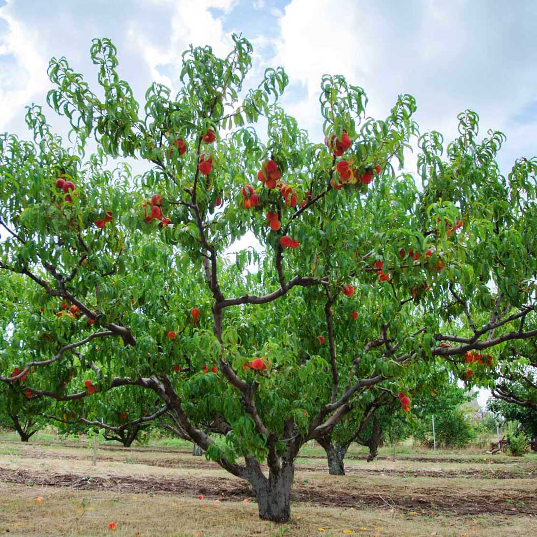 Red Haven Peach Tree 2 Red Haven Peach Tree