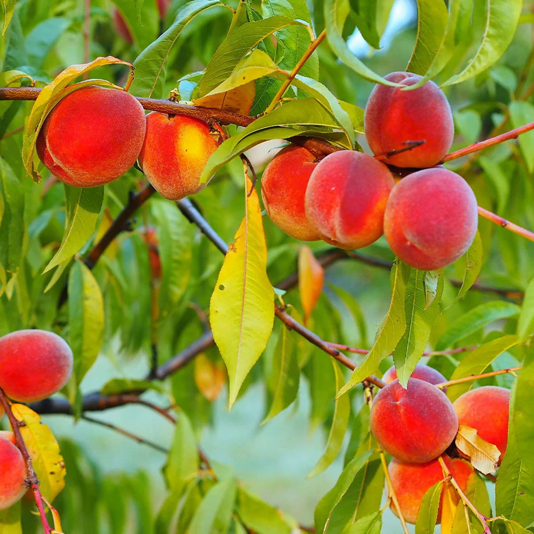 Red Haven Peach Tree 3 Red Haven Peach Tree