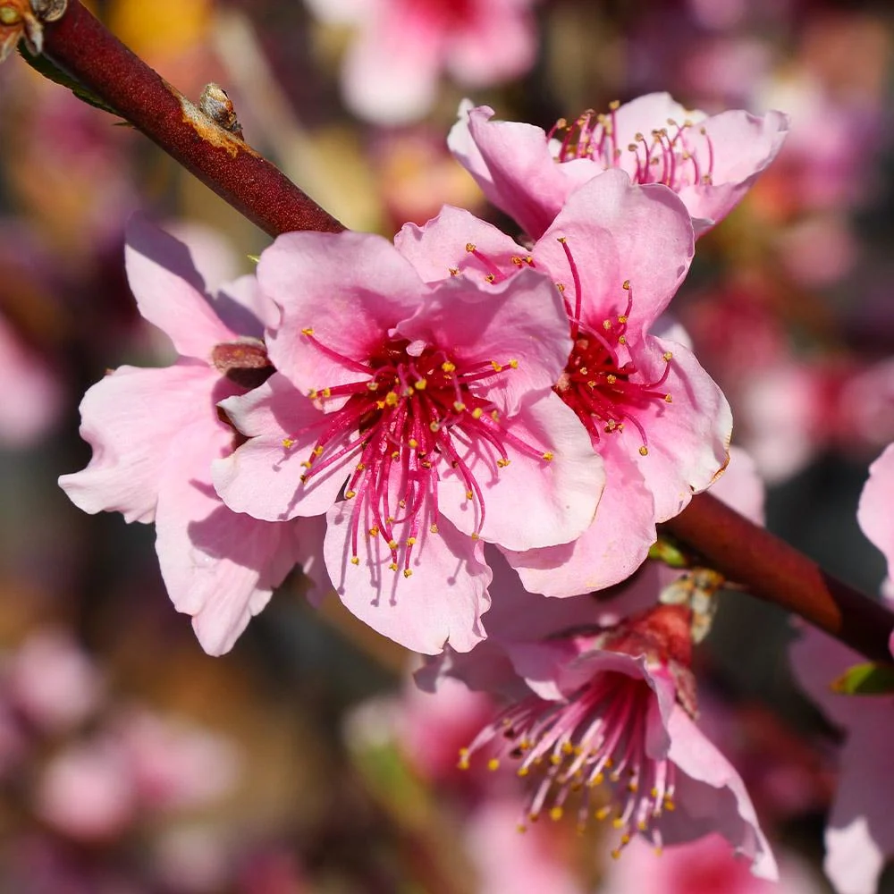 Red Haven Peach Tree 4 Red Haven Peach Tree