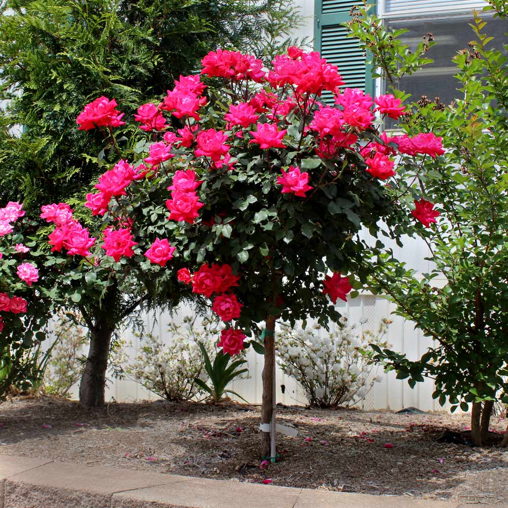 Knock Out® Rose Tree 2 Knock Out® Rose Tree