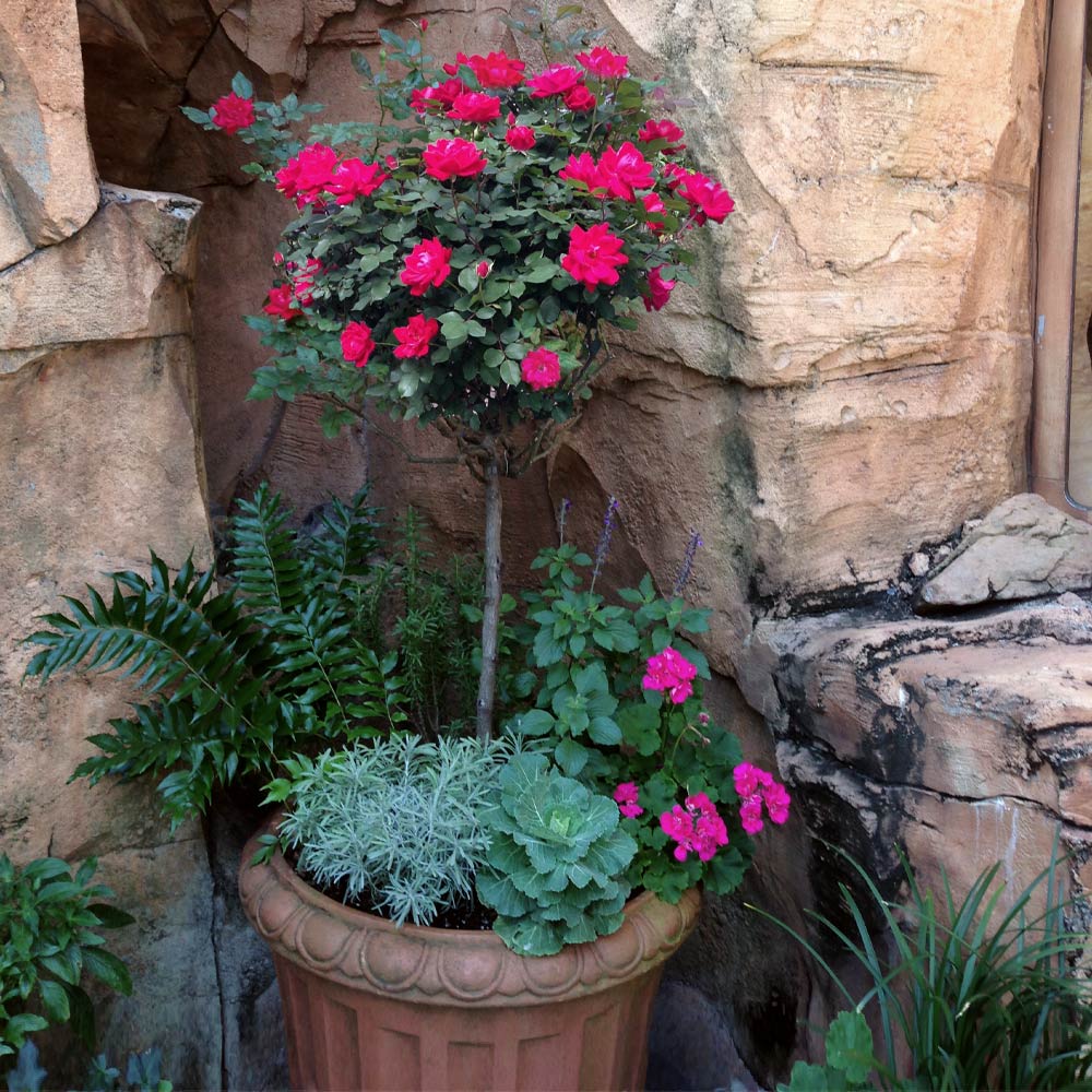 Knock Out® Rose Tree 3 Knock Out® Rose Tree