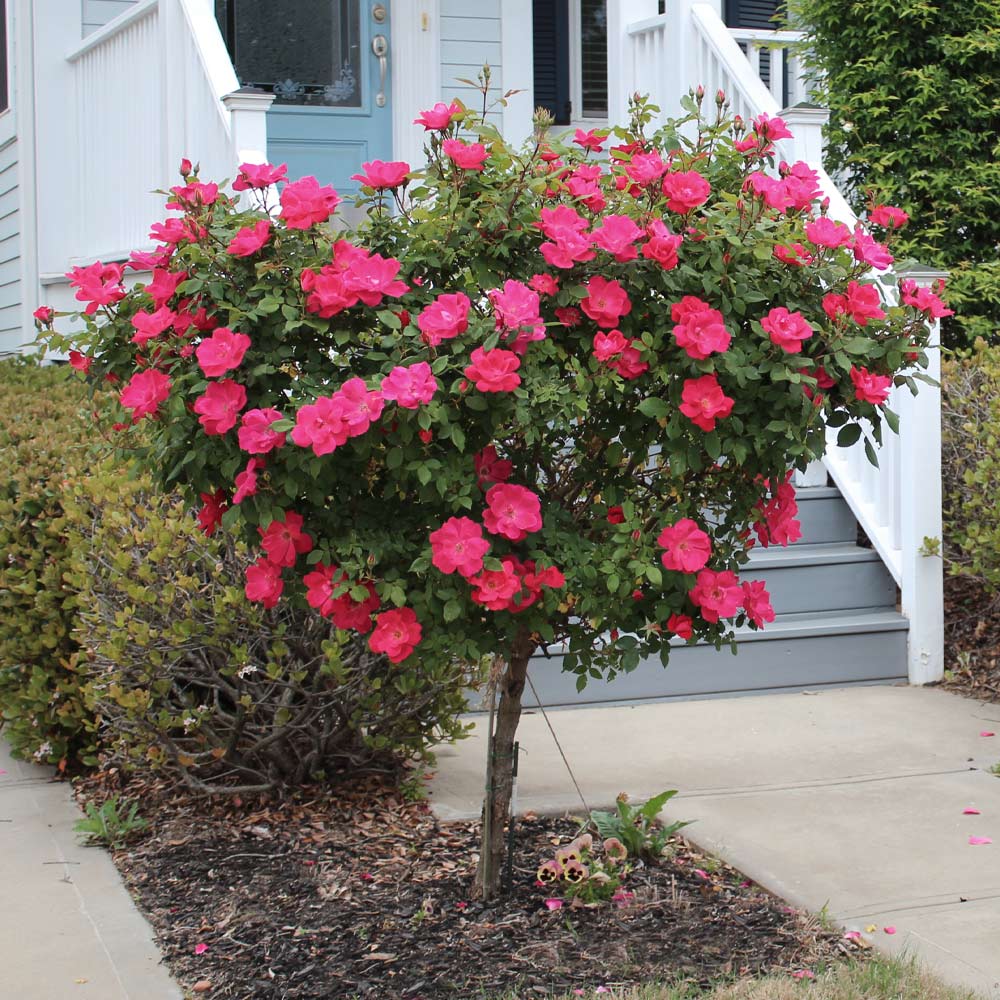 Knock Out® Rose Tree 4 Knock Out® Rose Tree