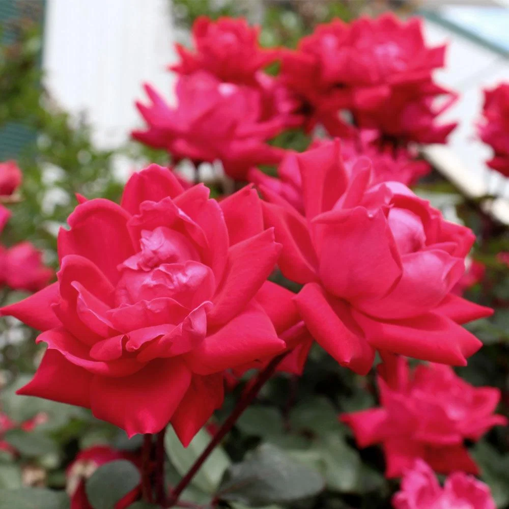 Knock Out® Rose Tree 5 Knock Out® Rose Tree