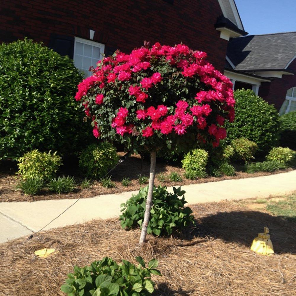 Knock Out® Rose Tree 6 Knock Out® Rose Tree