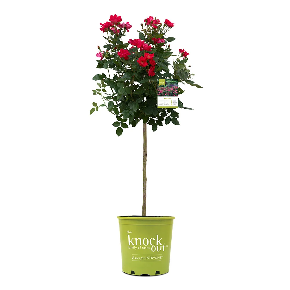 Knock Out® Rose Tree 7 Knock Out® Rose Tree