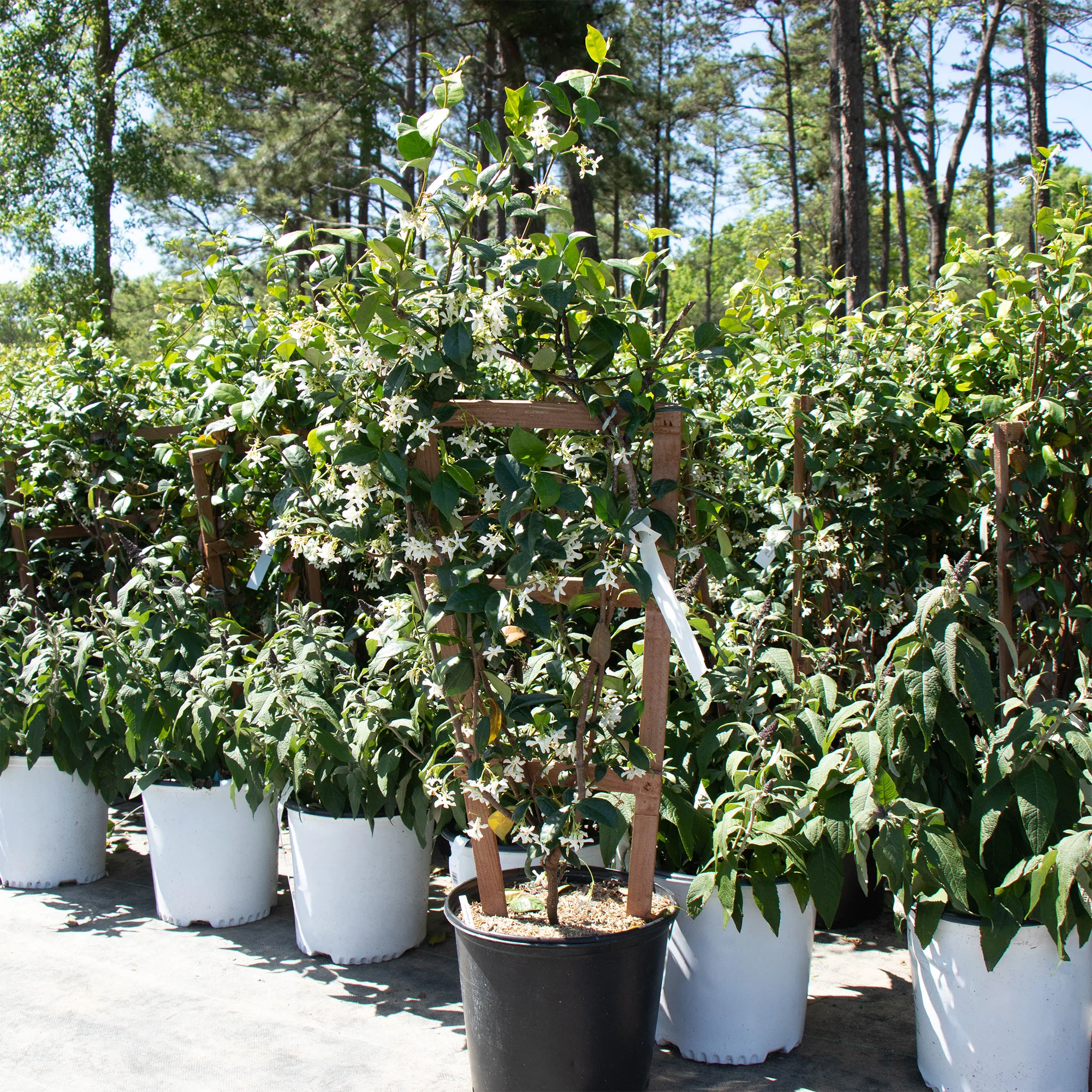 Star Jasmine Vine