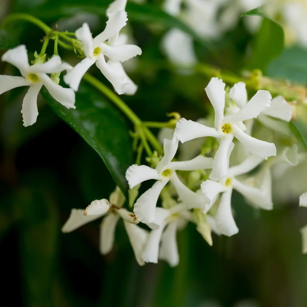 Star Jasmine Vine 4 Star Jasmine Vine