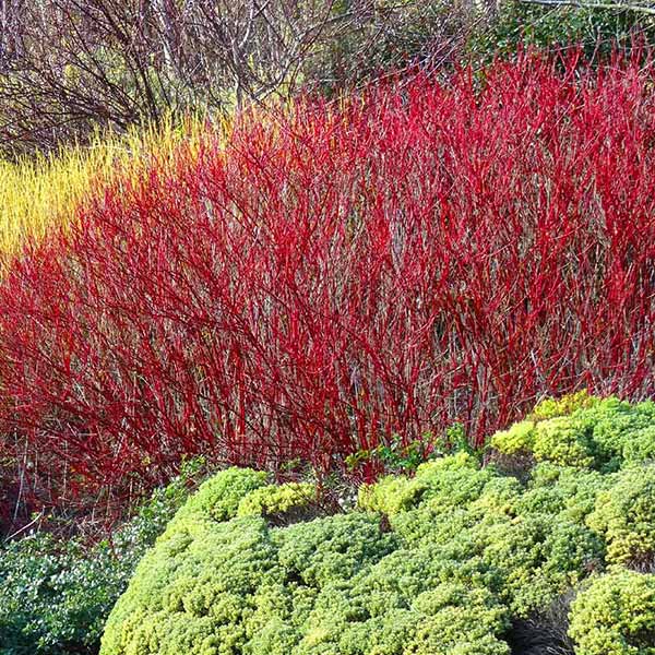 Red Twig Dogwood Shrub 1 Red Twig Dogwood Shrub