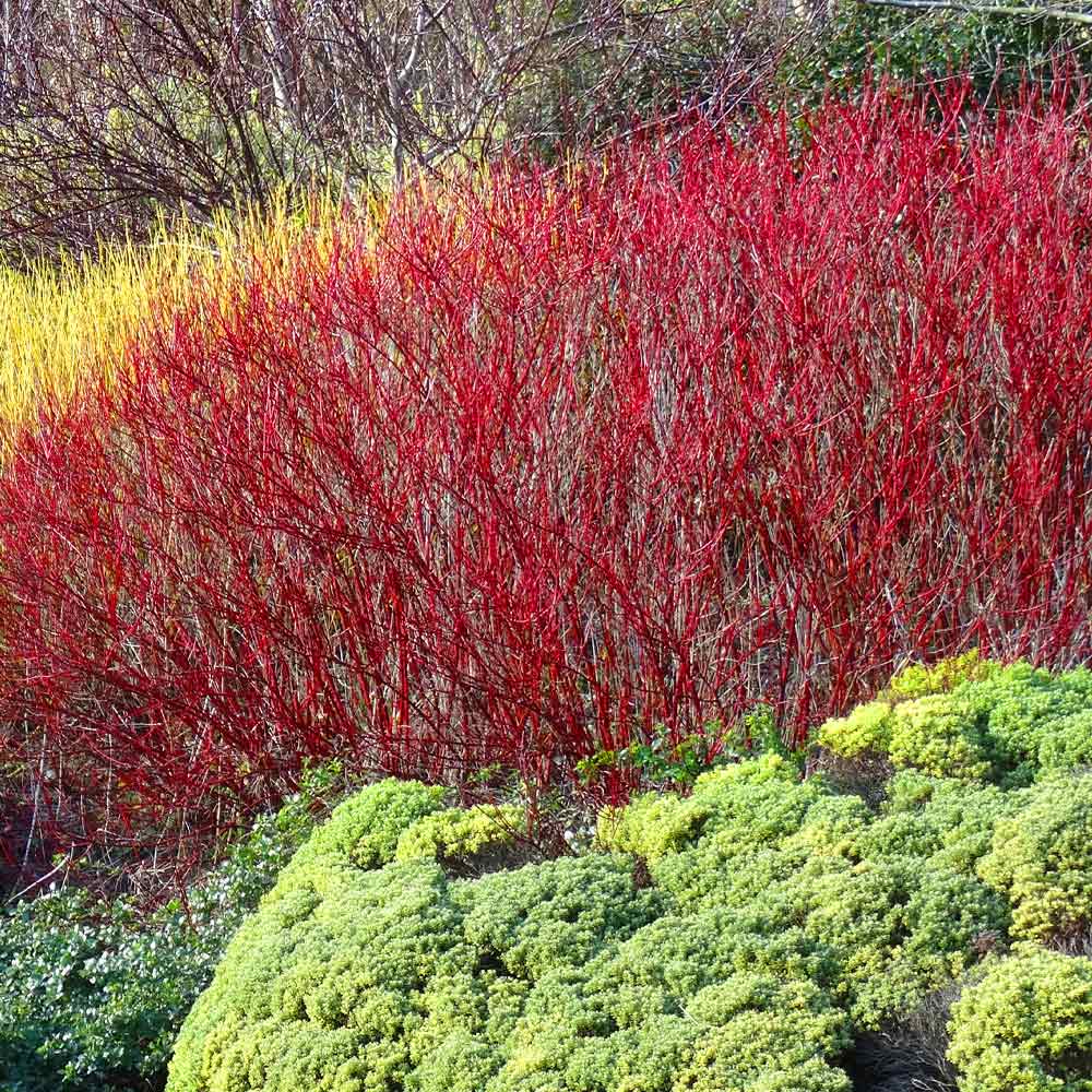 Red Twig Dogwood Shrub 2 Red Twig Dogwood Shrub