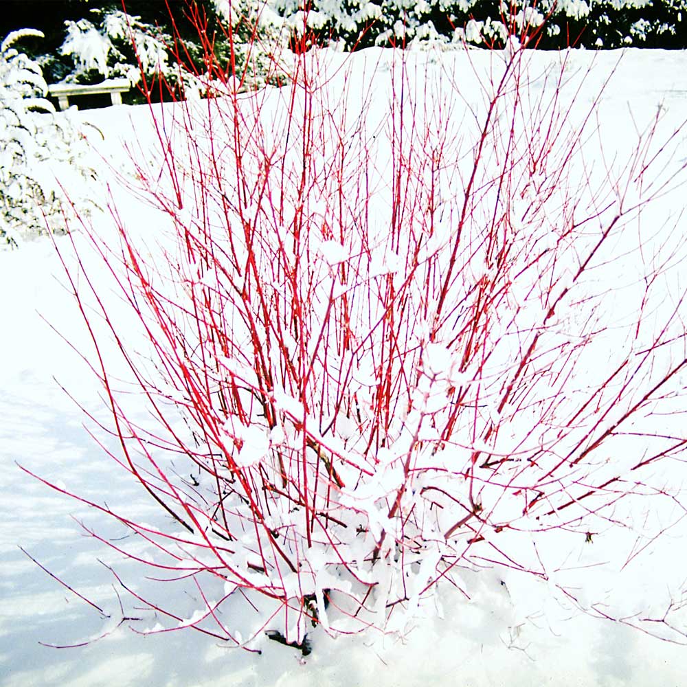 Red Twig Dogwood Shrub 3 Red Twig Dogwood Shrub