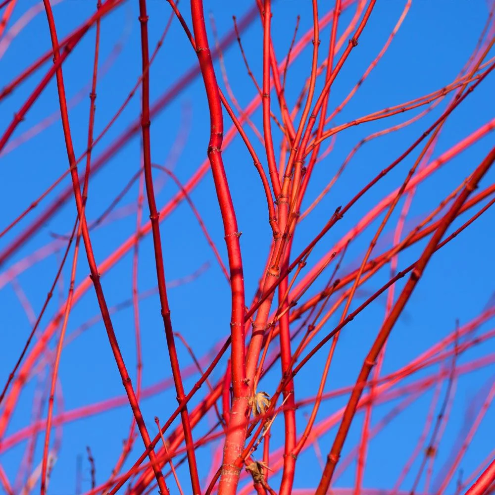 Red Twig Dogwood Shrub 4 Red Twig Dogwood Shrub