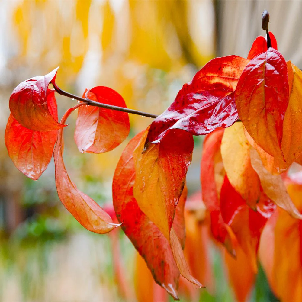Red Twig Dogwood Shrub 6 Red Twig Dogwood Shrub