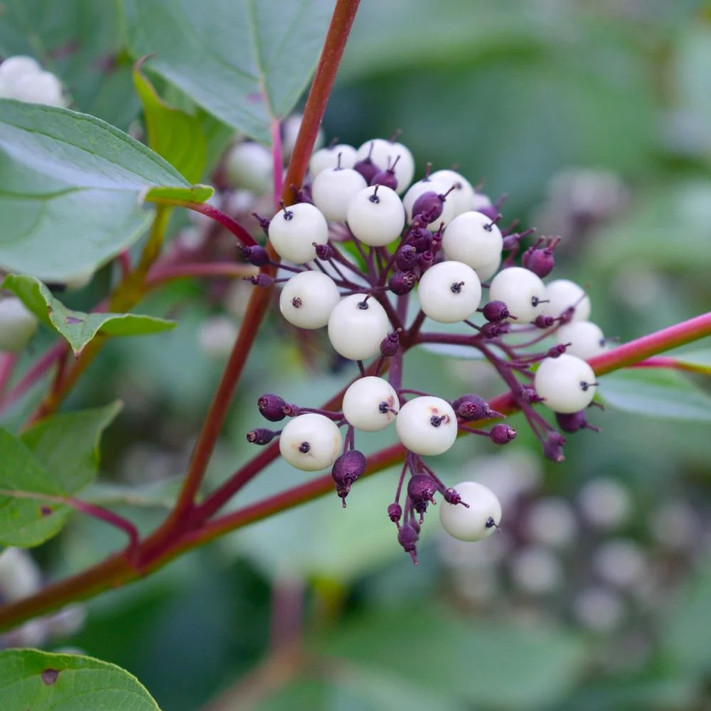 Red Twig Dogwood Shrub 7 Red Twig Dogwood Shrub