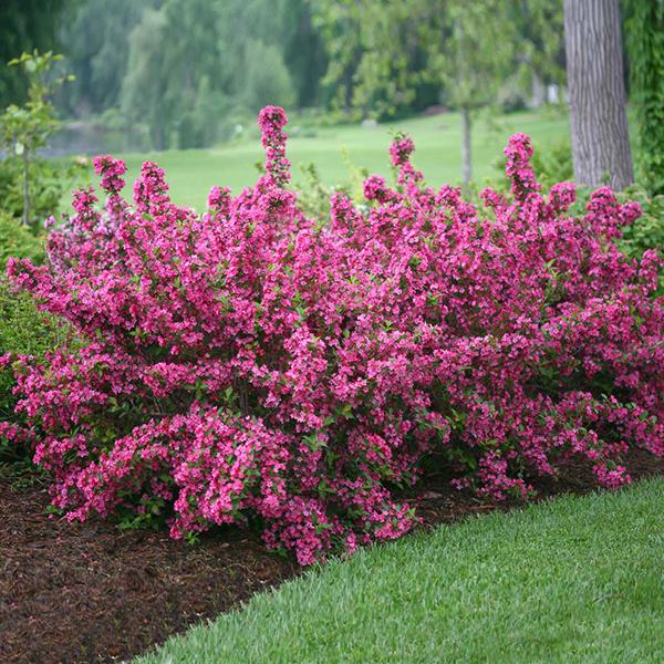 Proven Winners® Sonic Bloom® Weigela Shrub 1 Proven Winners® Sonic Bloom® Weigela Shrub