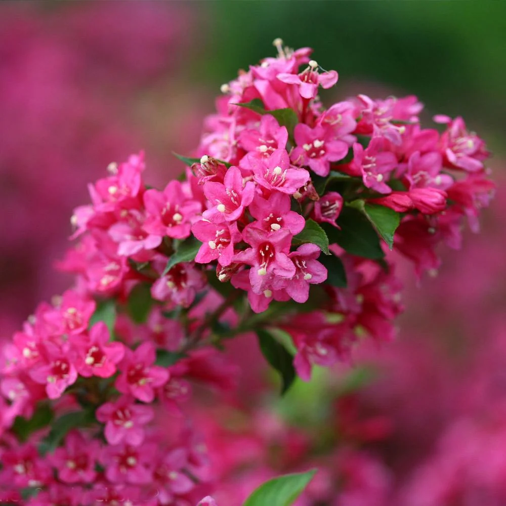 Proven Winners® Sonic Bloom® Weigela Shrub 3 Proven Winners® Sonic Bloom® Weigela Shrub