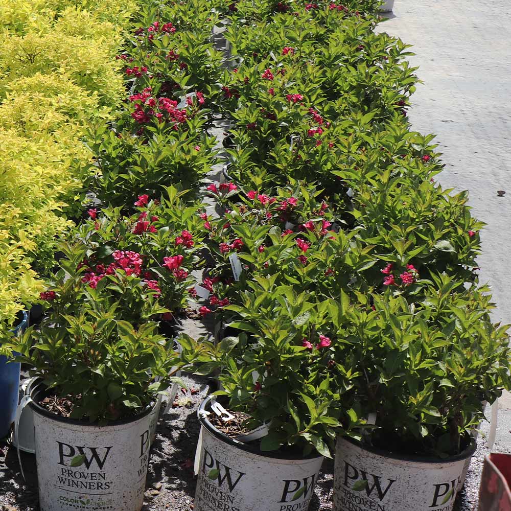Proven Winners® Sonic Bloom® Weigela Shrub 4 Proven Winners® Sonic Bloom® Weigela Shrub