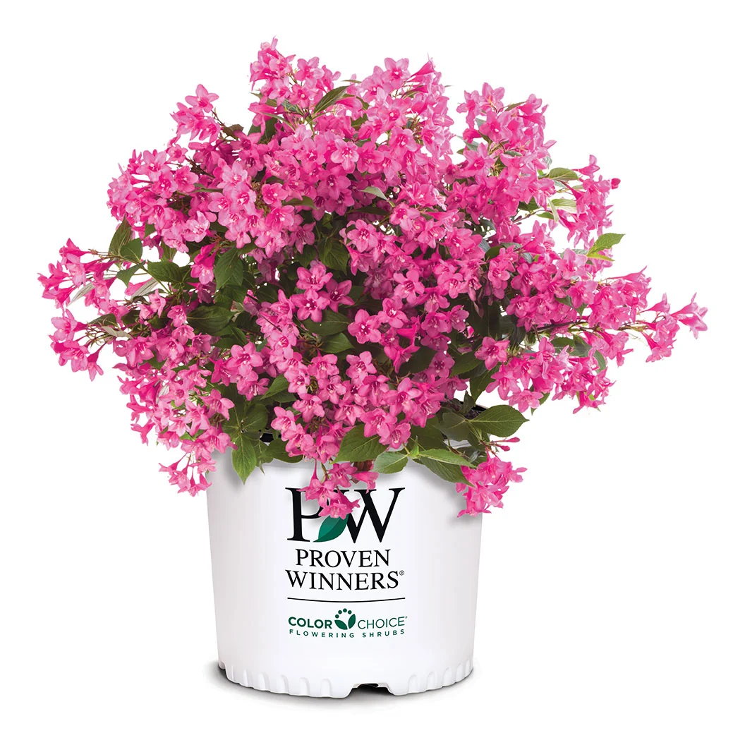 Proven Winners® Sonic Bloom® Weigela Shrub 5 Proven Winners® Sonic Bloom® Weigela Shrub