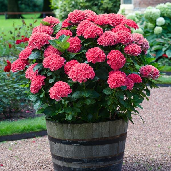 Red Sensation Hydrangea 1 Red Sensation Hydrangea