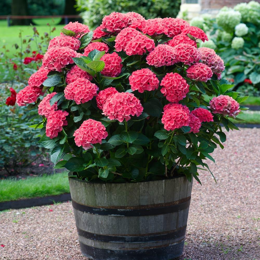 Red Sensation Hydrangea 2 Red Sensation Hydrangea