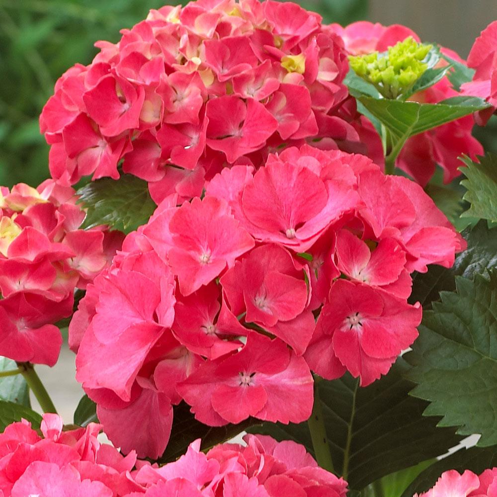 Red Sensation Hydrangea 3 Red Sensation Hydrangea