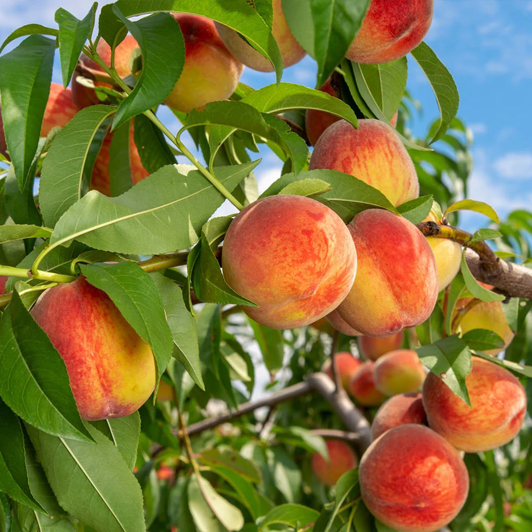 Reliance Peach Tree 1 Reliance Peach Tree