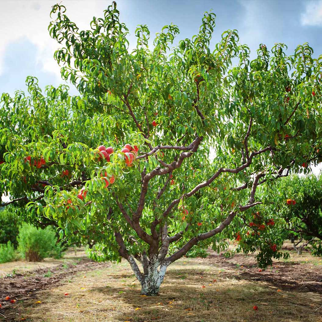 Reliance Peach Tree 3 Reliance Peach Tree