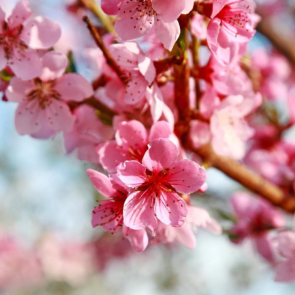 Reliance Peach Tree 4 Reliance Peach Tree