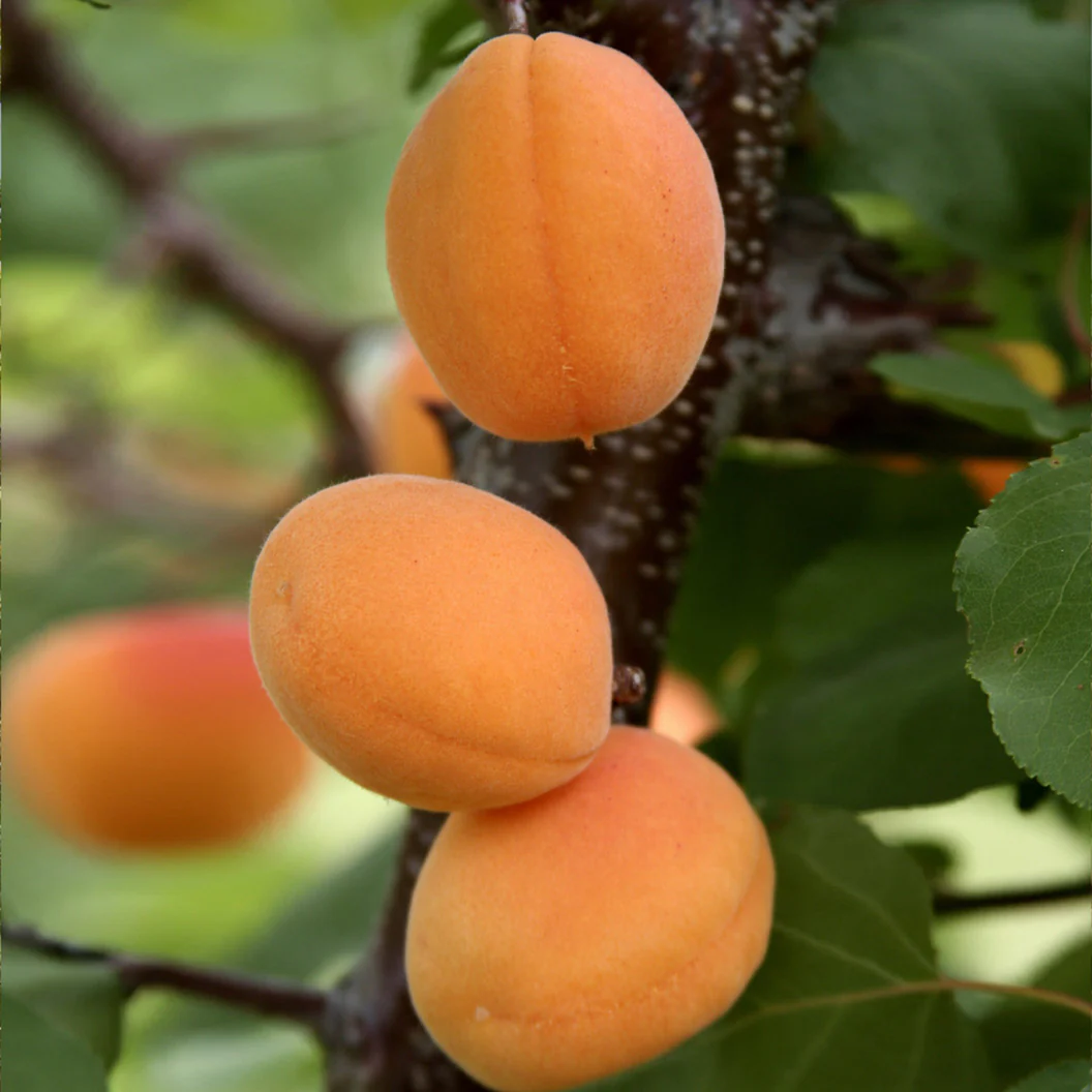 Moorpark Apricot Tree 2 Moorpark Apricot Tree