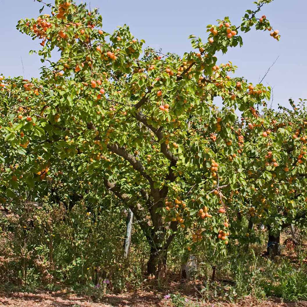 Moorpark Apricot Tree 3 Moorpark Apricot Tree
