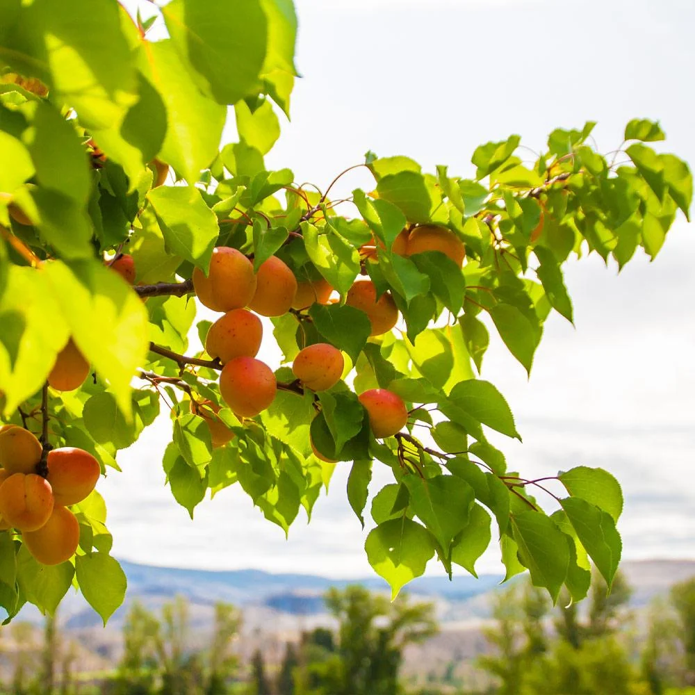 Moorpark Apricot Tree 4 Moorpark Apricot Tree