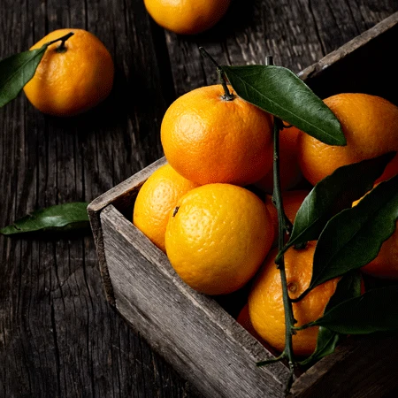 Murcott Honey Mandarin Tree 2 Murcott Honey Mandarin Tree