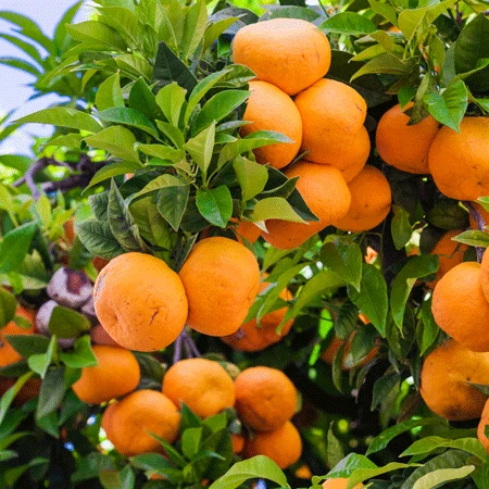 Murcott Honey Mandarin Tree 3 Murcott Honey Mandarin Tree