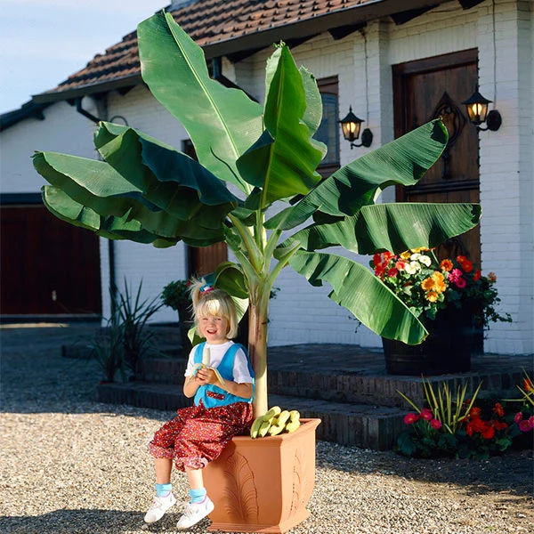 Dwarf Cavendish Banana Tree 1 Dwarf Cavendish Banana Tree
