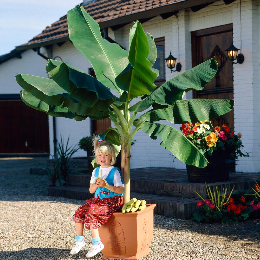 Dwarf Cavendish Banana Tree 2 Dwarf Cavendish Banana Tree