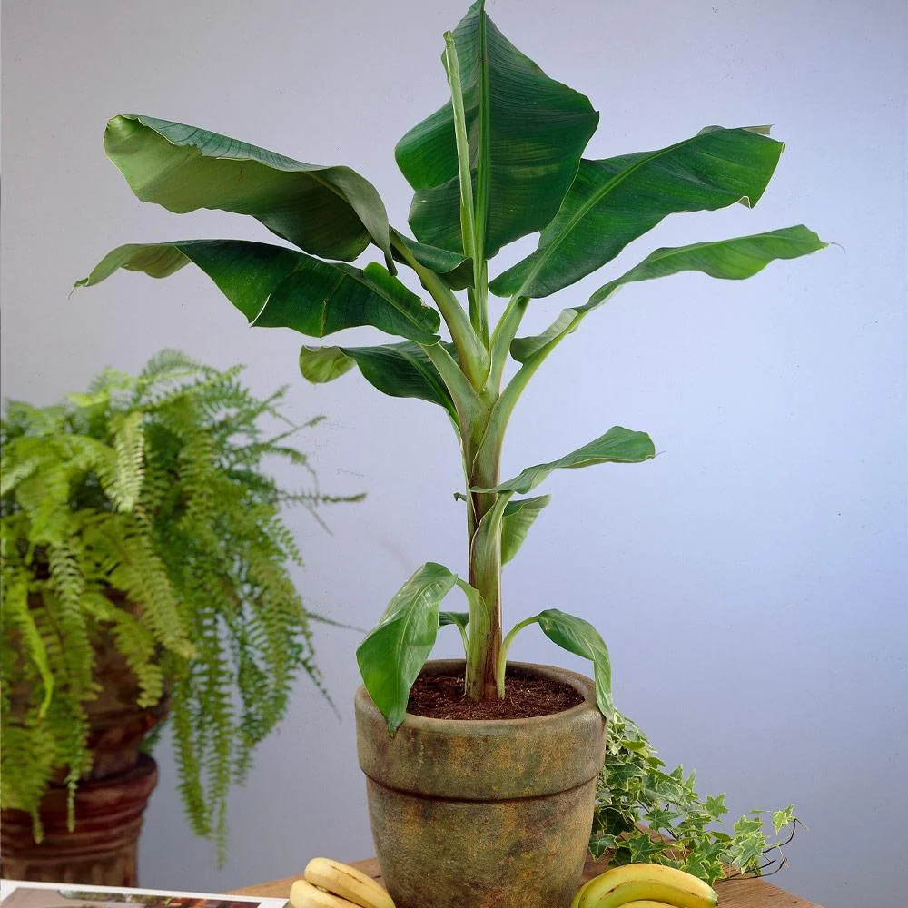Dwarf Cavendish Banana Tree 3 Dwarf Cavendish Banana Tree