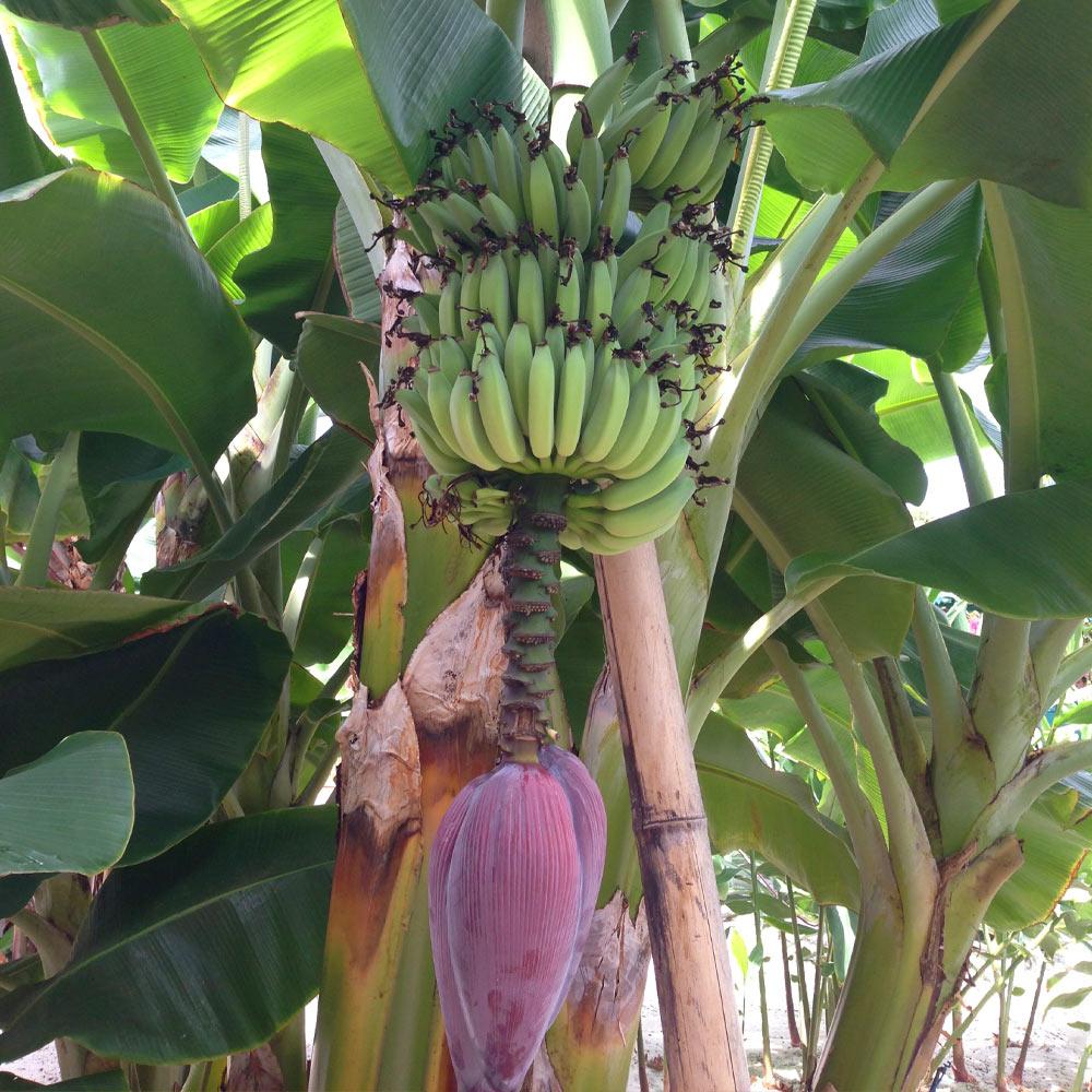 Dwarf Cavendish Banana Tree 5 Dwarf Cavendish Banana Tree